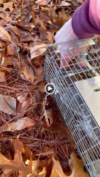 Western Mass Wildlife Removal
