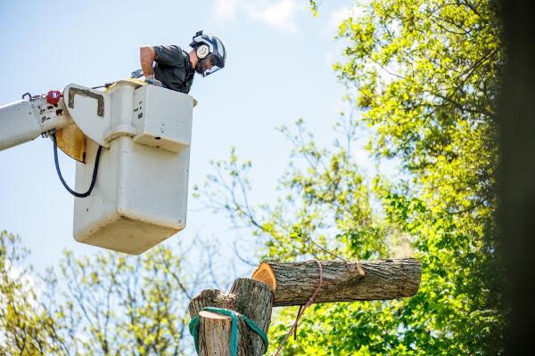 Brandenberger Tree Care Professionals LLC