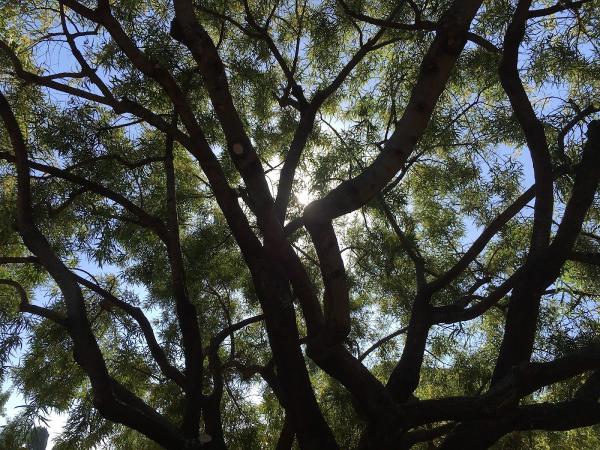 Joshua's Tree Service