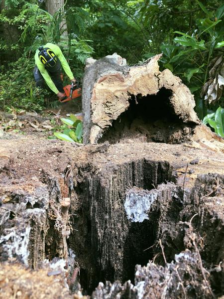 Taylor Tree Services