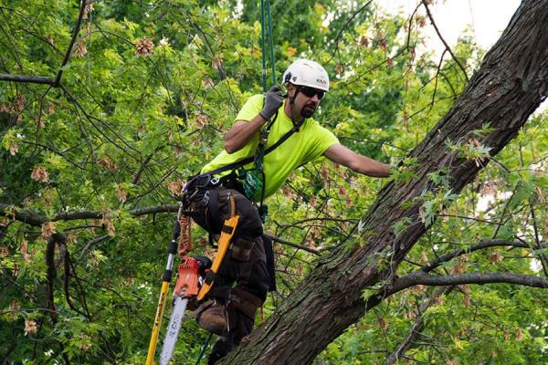 Urban Tree Service
