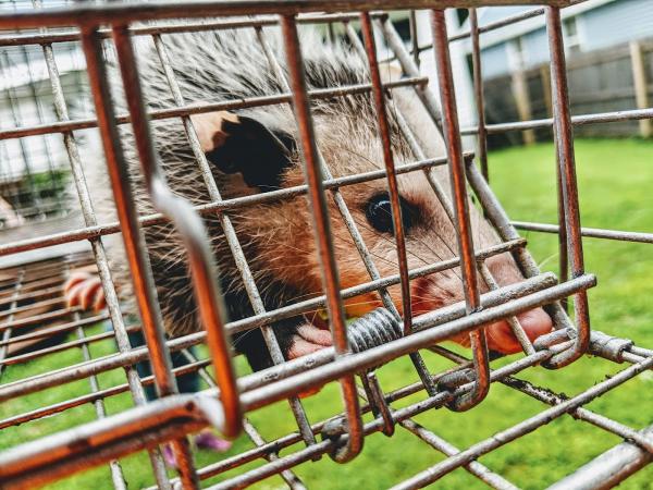 Upstate Pest & Wildlife Control