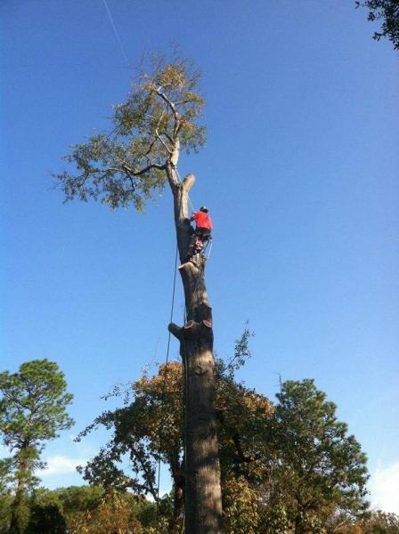 Expert Tree Care LLC