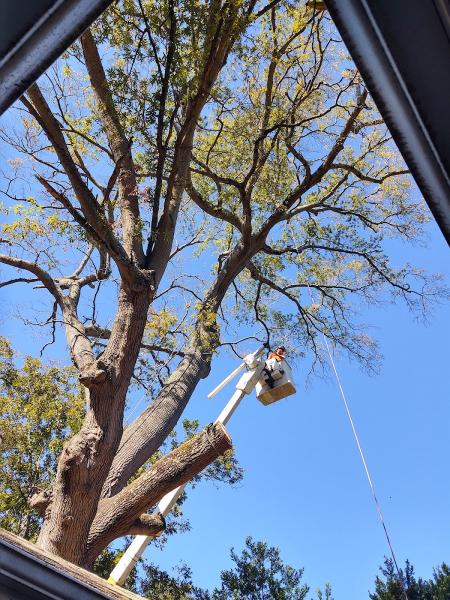 Expert Tree Care LLC