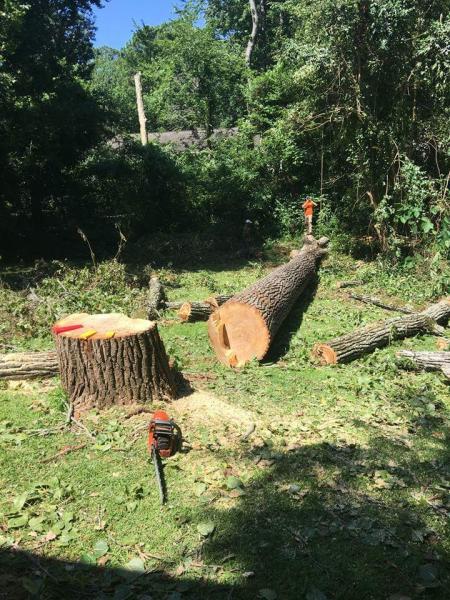 Expert Tree Care LLC