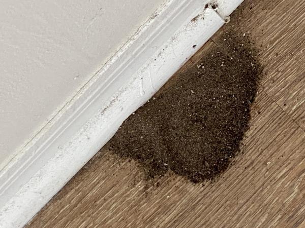 Active Pest Control