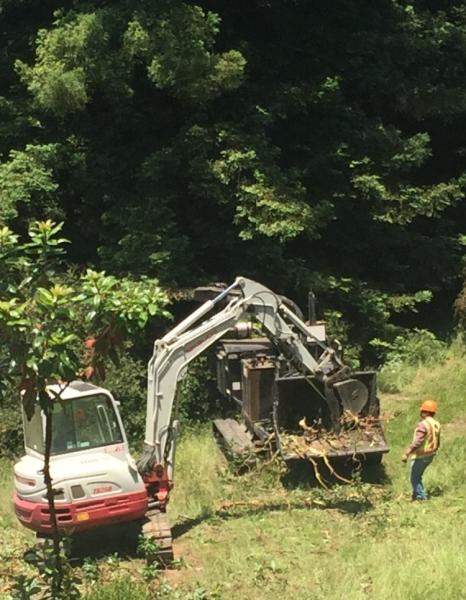 Williams Tree Service