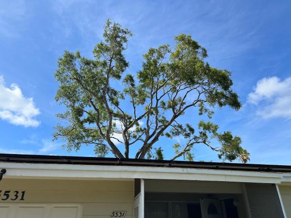 Tree Stooges Inc.