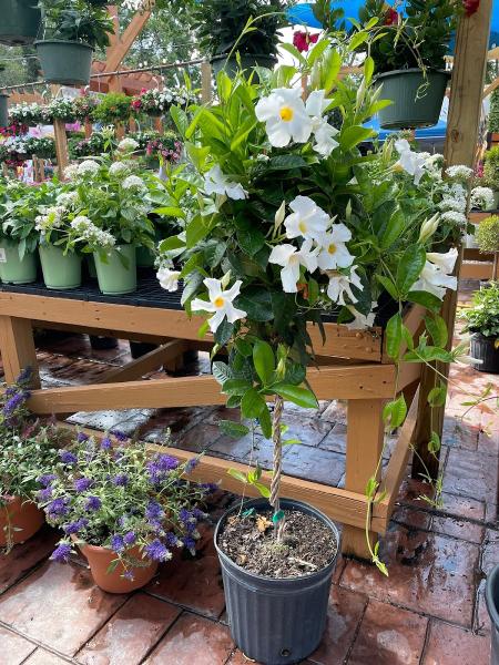 Green Thumb Nursery