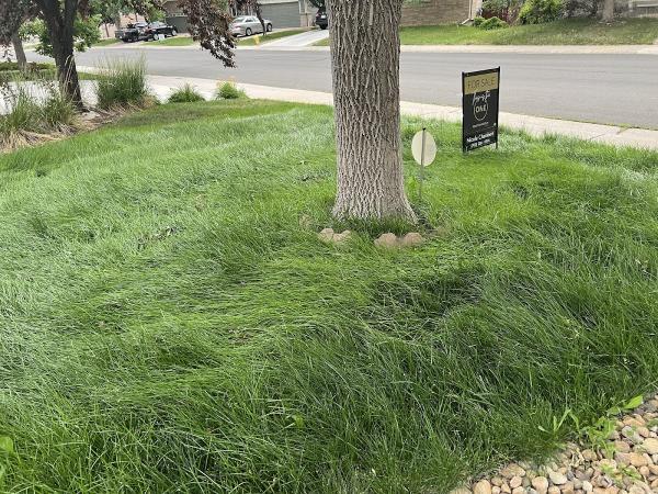 Nguyen's Lawn Care
