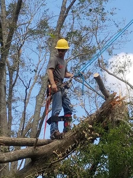 National Tree Service