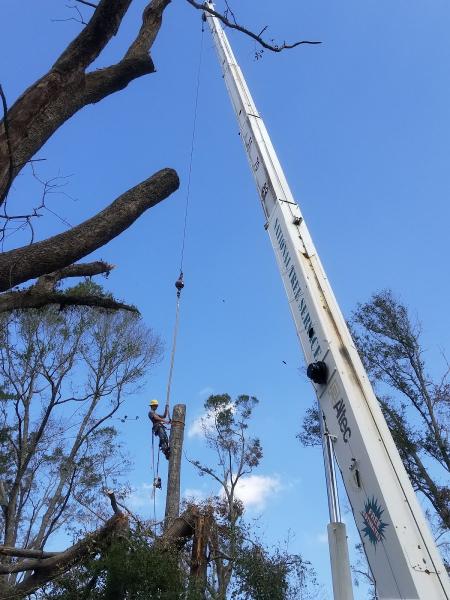National Tree Service