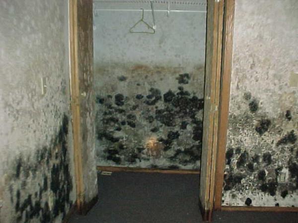 Queens Mold Removal & Inspection