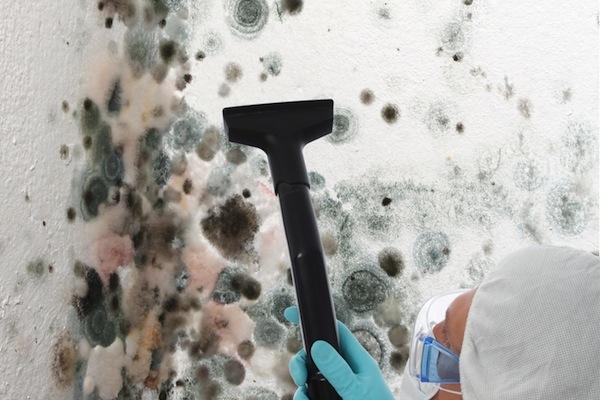 Queens Mold Removal & Inspection