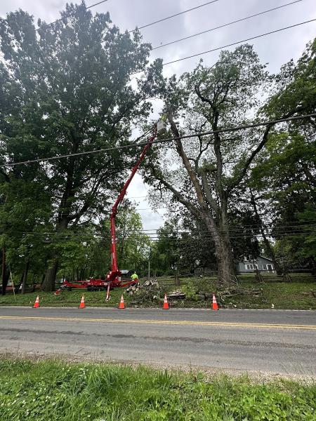 Franklin Tree Service