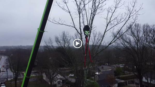 Franklin Tree Service