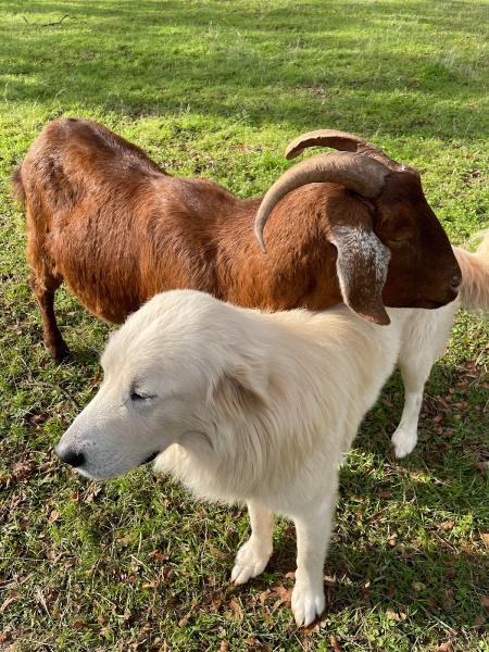 Scapegoats Targeted Grazing Service