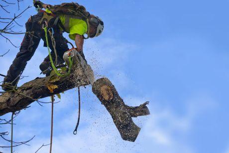 Appalachian Tree Service