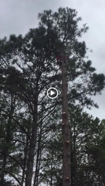 Harris Tree Service