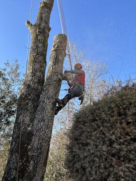 Harris Tree Service