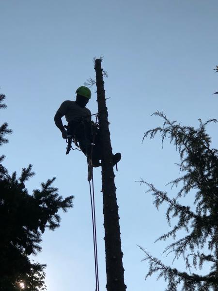 Out On A Limb Tree Co LLC