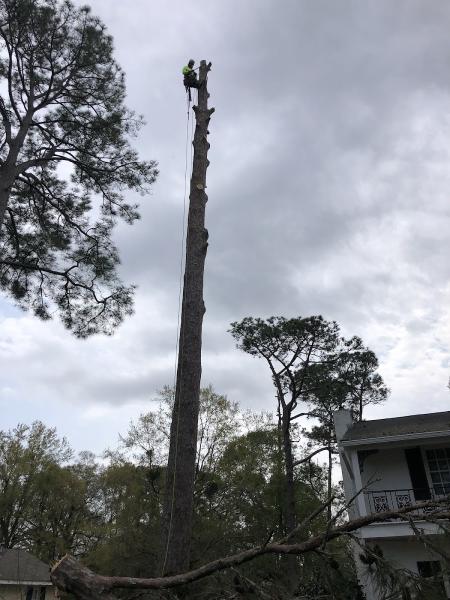 Alabama Tree Pros