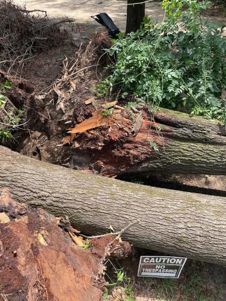 Alabama Tree Pros