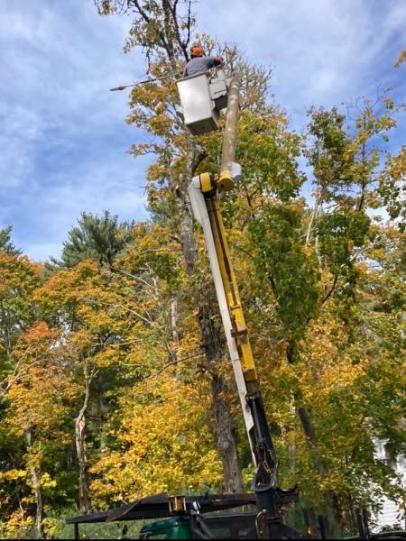 Mass Tree Service