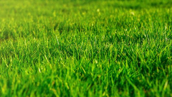 Linex Property Care
