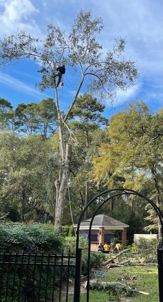 Sanchez Tree Services
