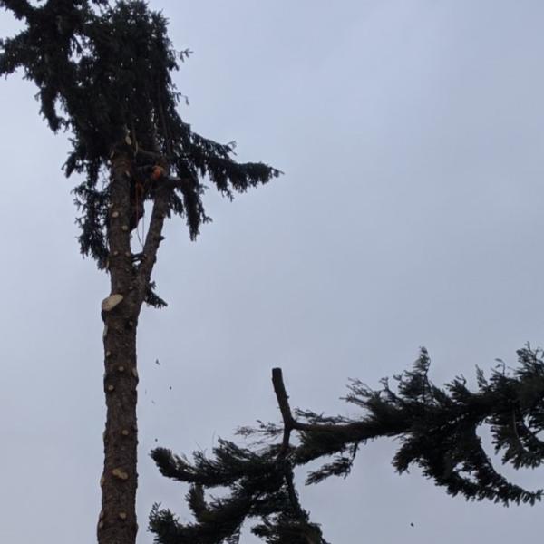 Jeffreys Tree Services