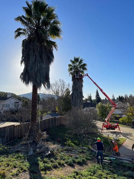 Majestic Tree Service