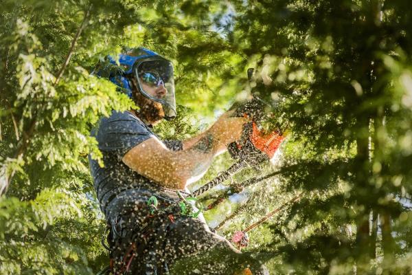 Oregon Tree Care