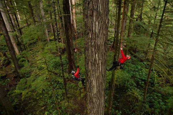 Oregon Tree Care