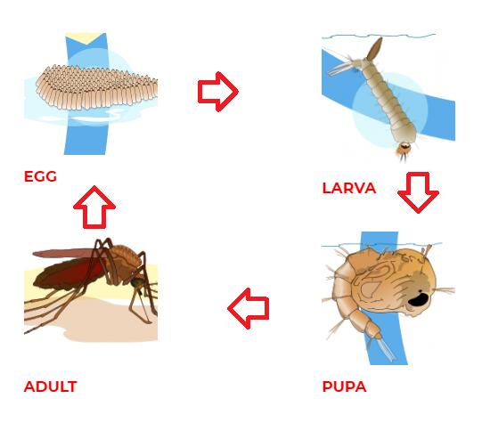 Hattiesburg Mosquito Control