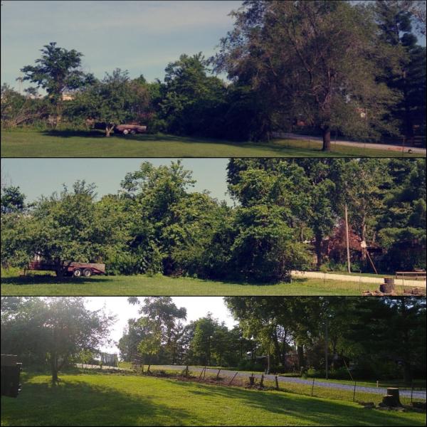 Maddog Tree Service LLC