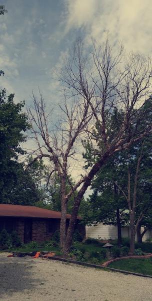 Maddog Tree Service LLC
