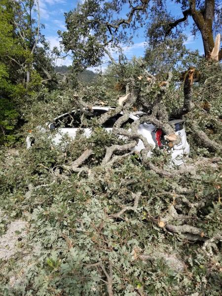 Chris Keller's Tree Services
