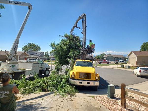 The Tree Guys LLC