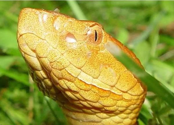Herpetological Surveys Llc