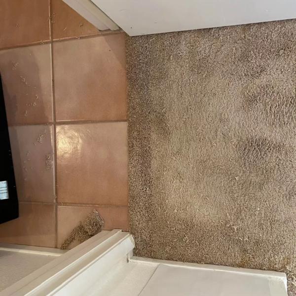 Bulldog Carpet Cleaning