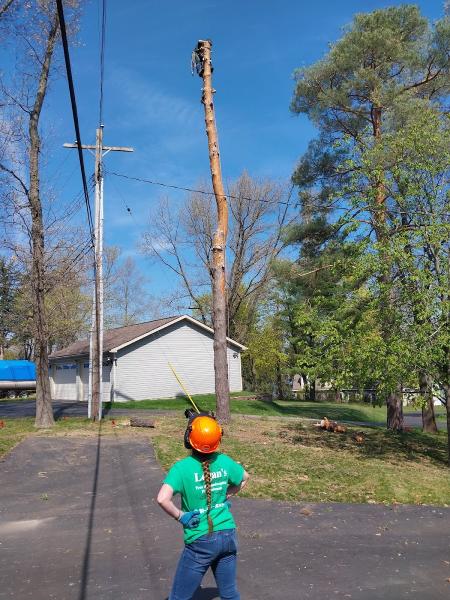 Logans Tree and Landscaping