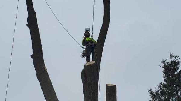 Backwoods Tree Service