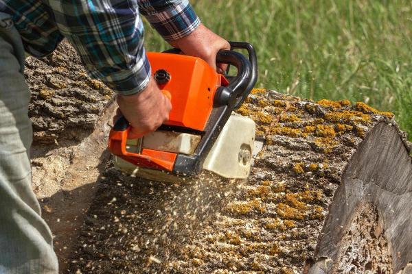 Big Dawgs Tree Service & Stump Grinding