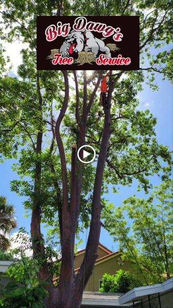 Big Dawgs Tree Service and Stumpgrinding