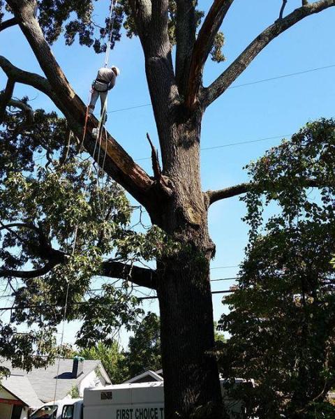First Choice Lawn & Tree Service