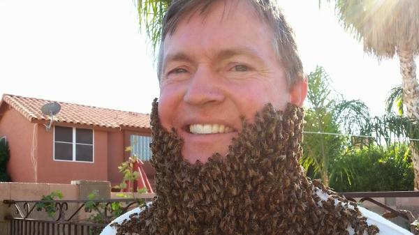 The Beehive Bee and Wasp Removal