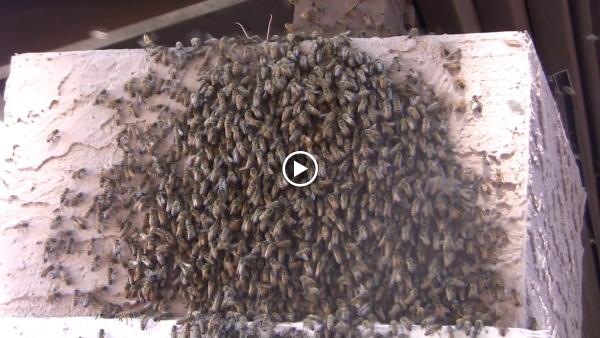 The Beehive Bee and Wasp Removal