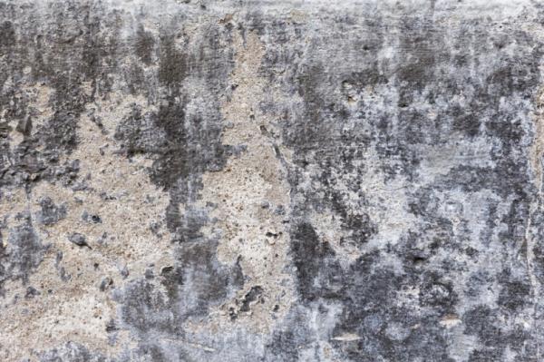Mold Removal NH