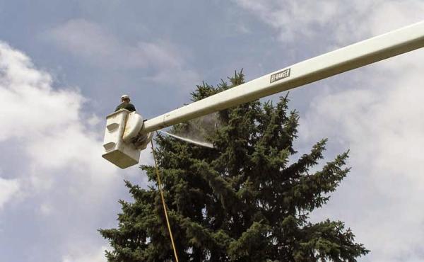 Fine Tree Service